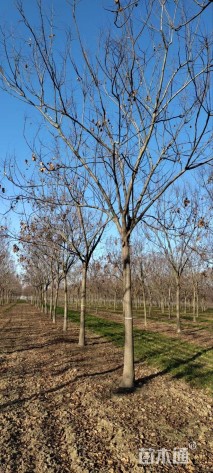 15公分黄山栾树