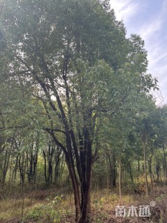 12公分丛生香樟