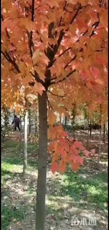 12公分美国红枫-秋火焰