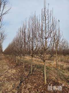 12公分彩叶豆梨