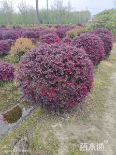 冠幅110厘米红花继木球