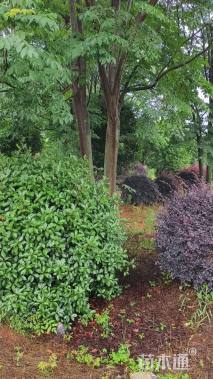 12公分(4杆)丛生栾树