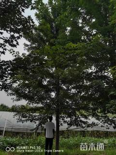 22公分美国红枫