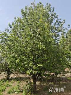 25公分八棱海棠