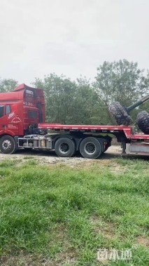 20公分染井吉野樱