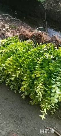 高度40厘米金叶女贞