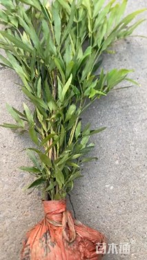 高度50厘米狭叶十大功劳