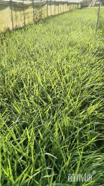 高度25厘米百子莲