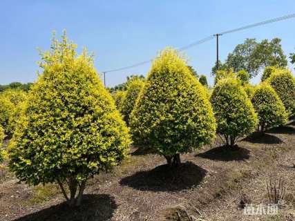 高度150厘米金禾女贞