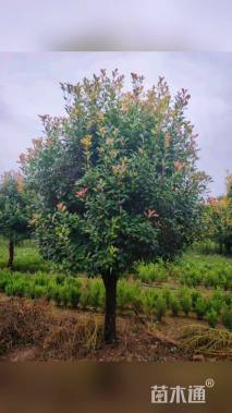 15公分红叶石楠