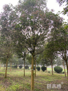 15公分大叶女贞