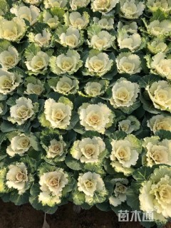 高度15厘米羽衣甘蓝