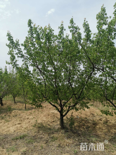 20公分杏树