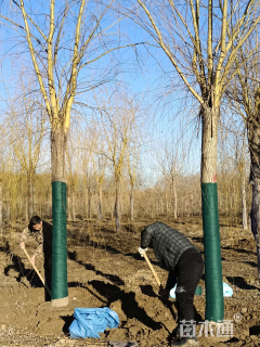 18公分红丝垂柳