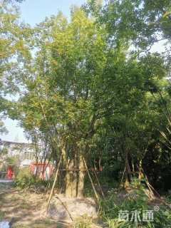 14公分(5杆)丛生朴树