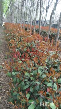 移栽苗北非雪松