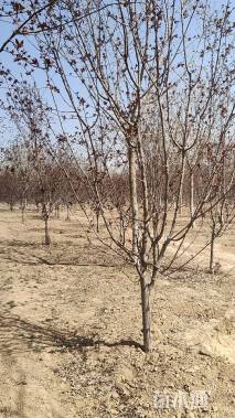 6公分红宝石海棠