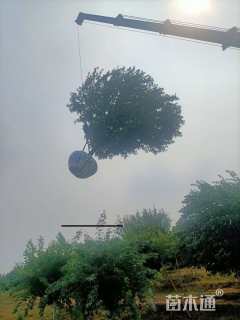 14公分绚丽海棠