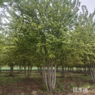 高度8000厘米丛生银白槭