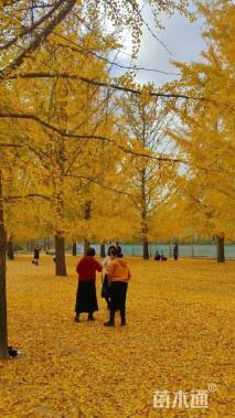 16公分金叶银杏