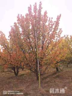 20公分杏树