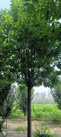 15公分楸树