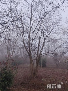 70公分丛生乌桕