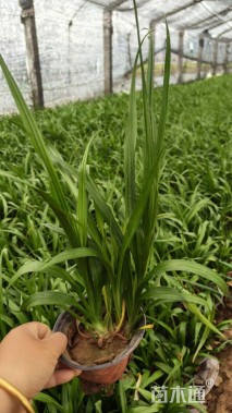 高度20厘米吉祥草