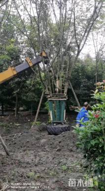 12公分(5杆)丛生朴树