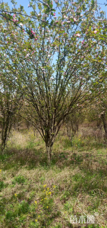 12公分西府海棠