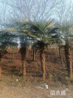 裸干高300厘米棕榈