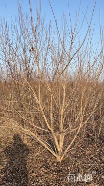 高度400厘米丛生五角枫