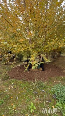 高度700厘米(5杆)丛生白桦