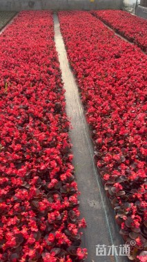 高度15厘米四季海棠