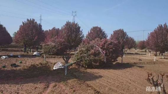 15公分绚丽海棠