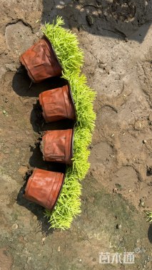 高度15厘米金叶佛甲草