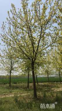 18公分金叶复叶槭