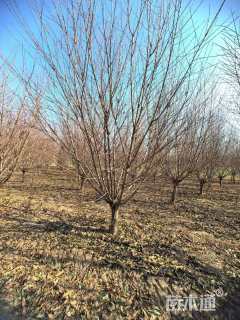 18公分青叶碧桃