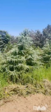 高度500厘米雪松