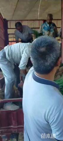 高度100厘米河南桧