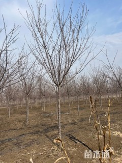 12公分高杆樱花