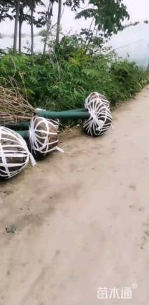 10公分红叶碧桃