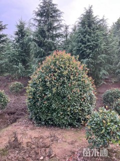 冠幅250厘米红叶石楠球