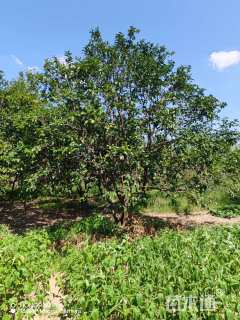 20公分丛生香橼