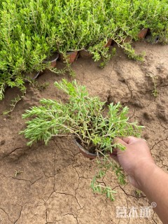 高度15厘米垂盆草