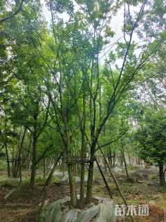 60公分丛生朴树
