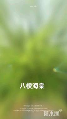 12公分八棱海棠