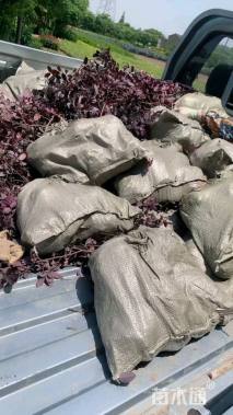 高度30厘米红花继木