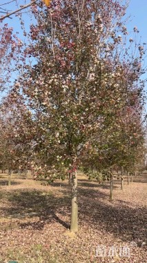 15公分美国红枫-红点