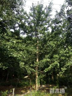 高度200厘米云杉